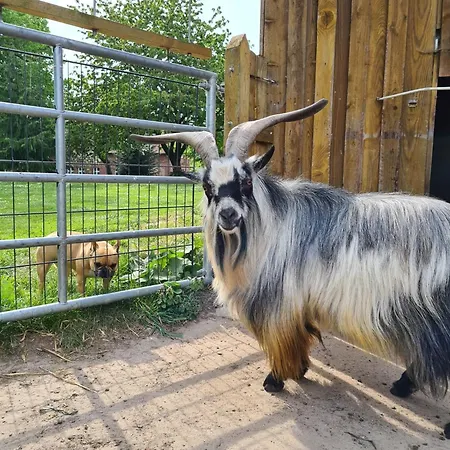 Apartment Gutshof Kämmerich - Schwalbennest